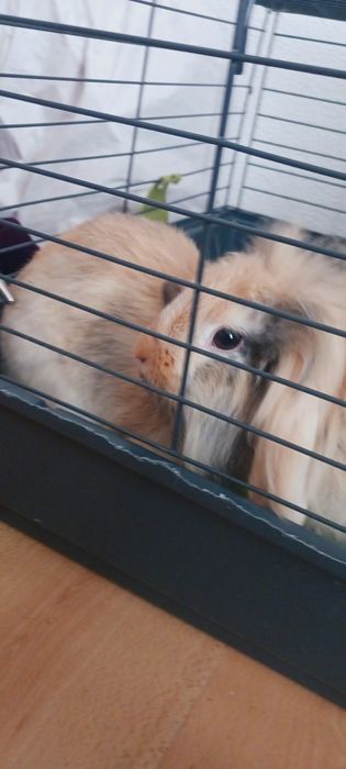 Casal coelhos anões + Gaiola Grande