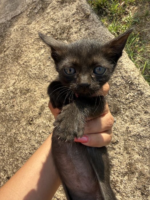 Gatinhos para adoção