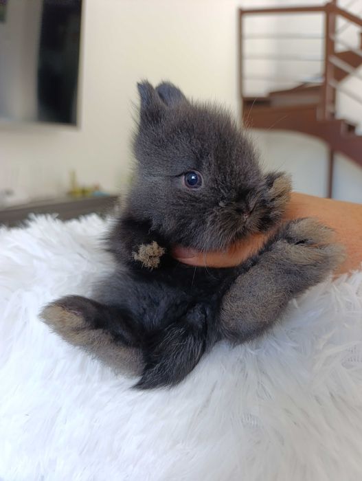 Karzelek Teddy króliki