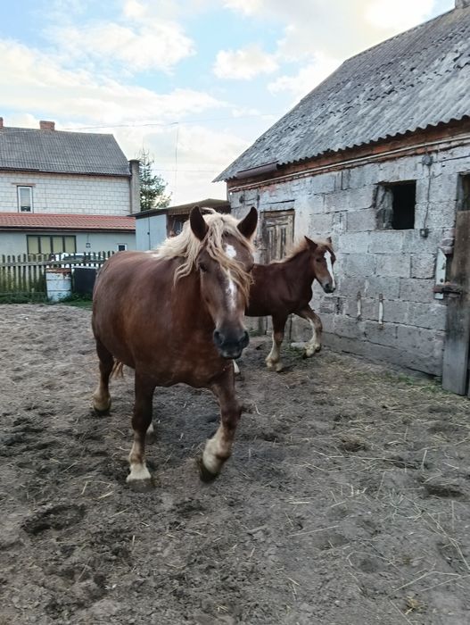 Sprzedam konie zimnokrwiste