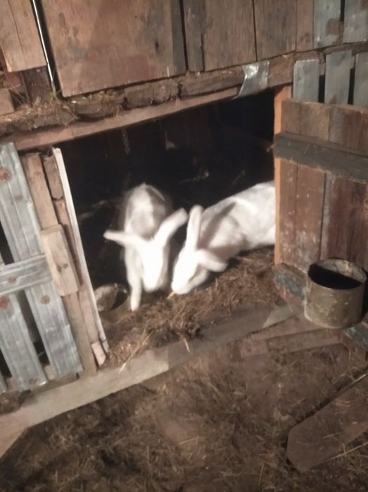 Продам  кроликів бельгійських та смесь есть двухмесячный есть четы