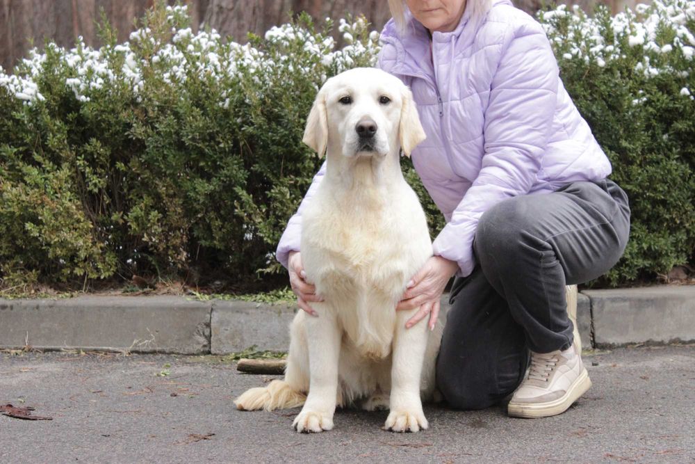 Цуценя Голден Ретривер