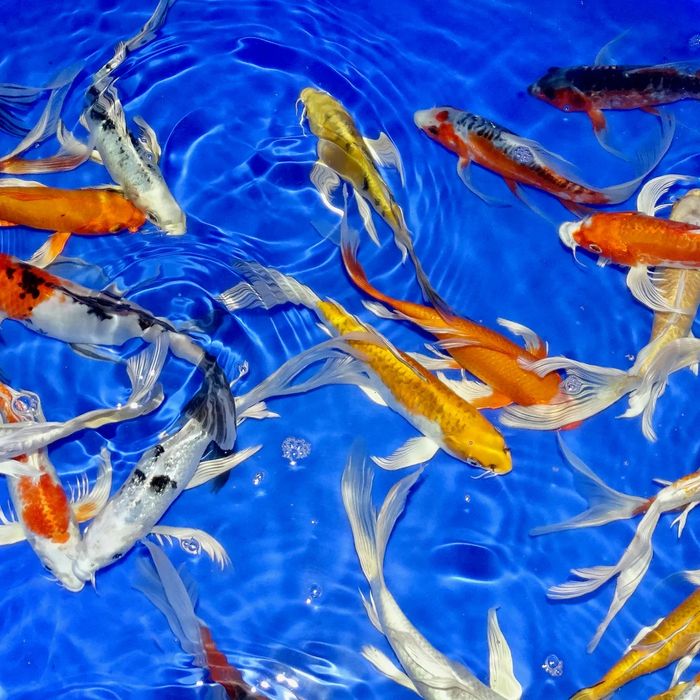 Karp koi karaś ozdobny