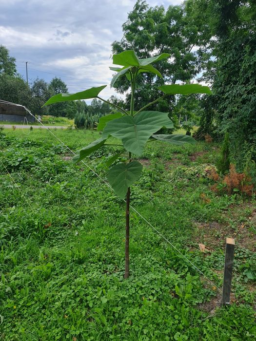 Sadzonki oxytree pao tong mrozoodporna