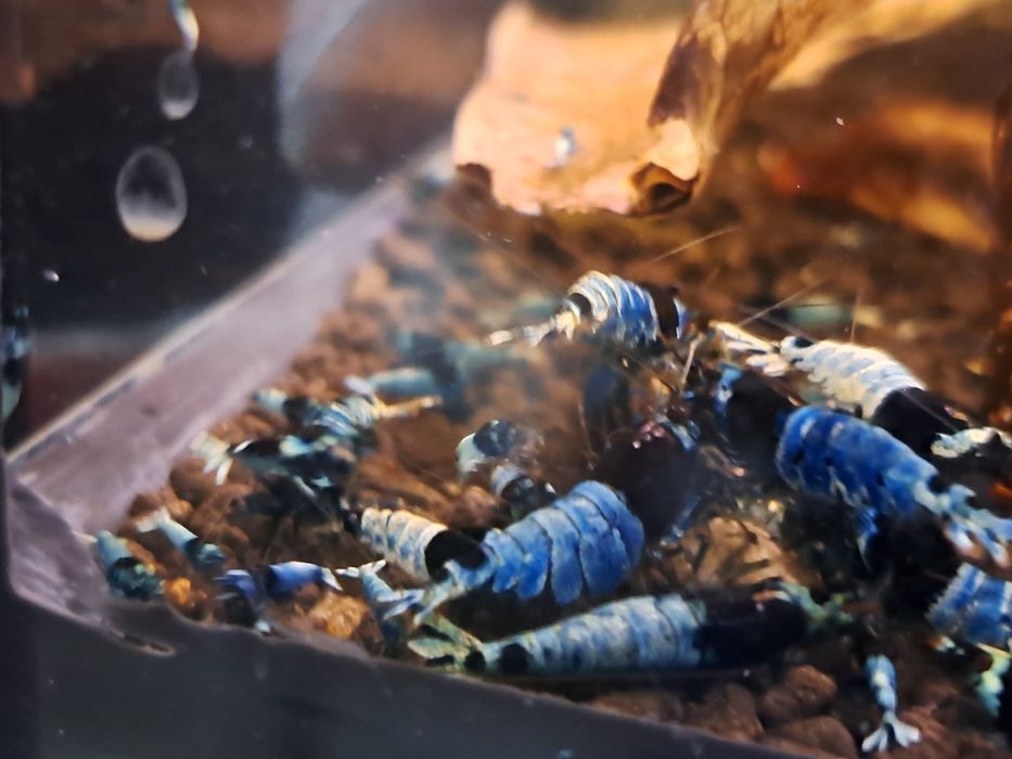 Krewetka caridina Tai mosura deep