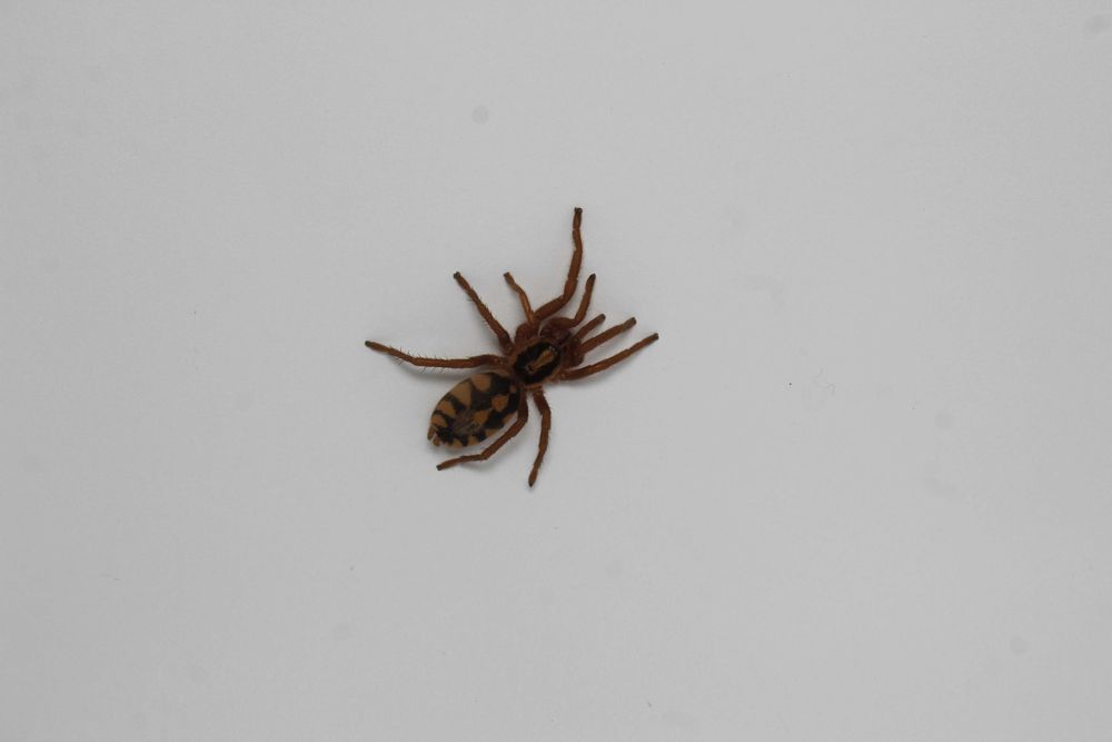 Ptasznik Hapalopus Formosus (ex. Columbia Gross) 2DC