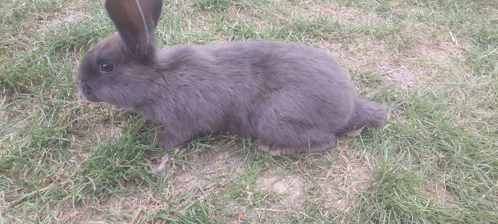 Kroliki młode mieszane