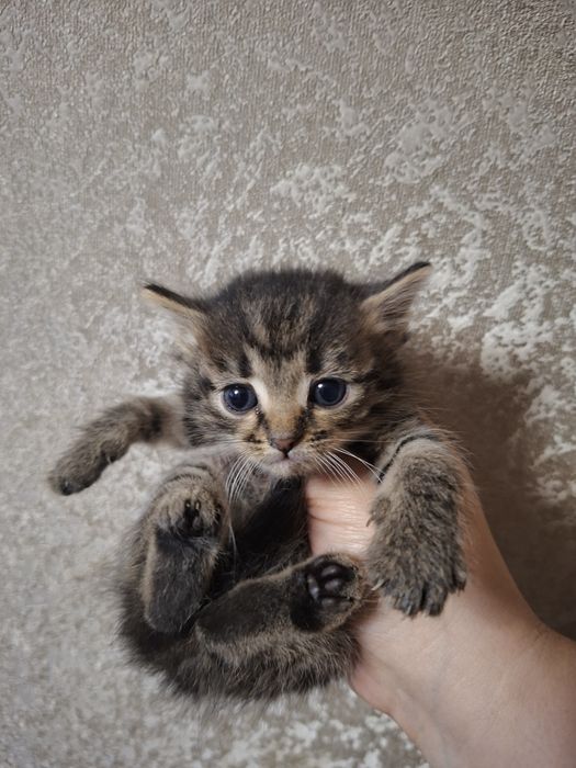 Віддам кошенят:2 хлопчики і дівчинку