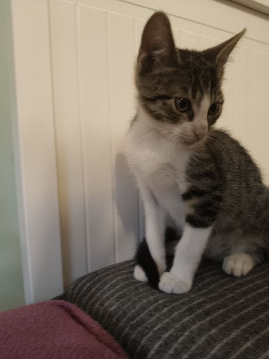 Malutki Sosik szuka domu ! Adopcja