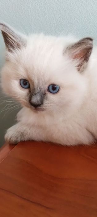 Śliczny kocurek ragdoll