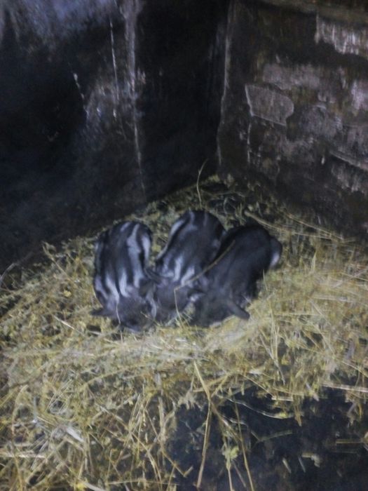 Венгерская пуховая мангалица!!! Угорська пухова мангалиця!!!