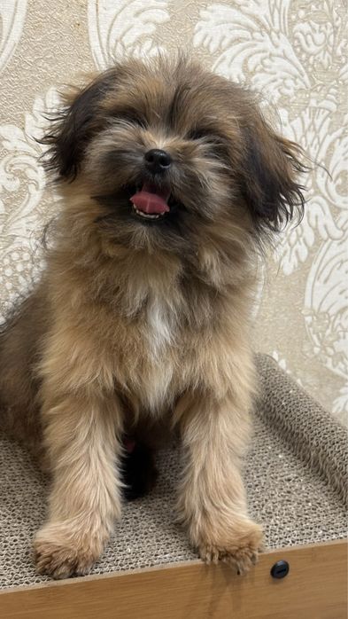 Мальчик Ши-пу( ши -тцу + той пудель)