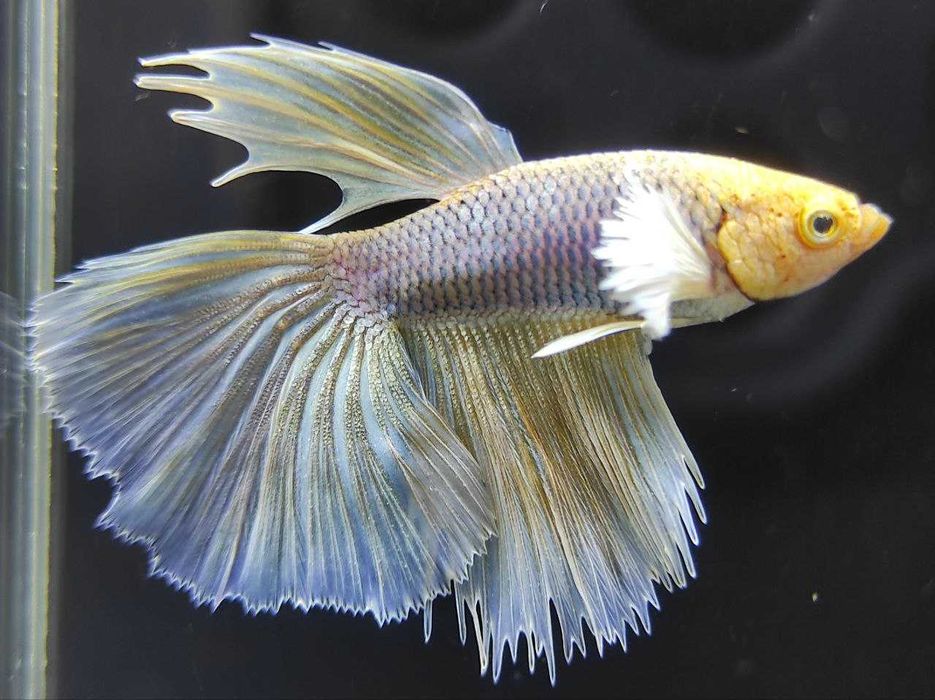 Петушки, півники, акваріумні рибки