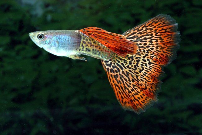 Аквариумные рыбки в Ассортименте