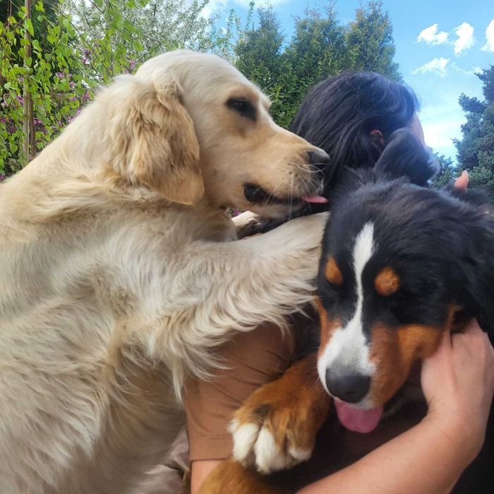 Golden Mountain Dog Golden Retriever +Berneński Pies Pasterski