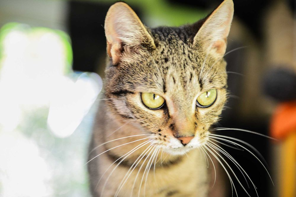 młoda kotka Jolie - preferowana adopcja w dwupaku z Arielką