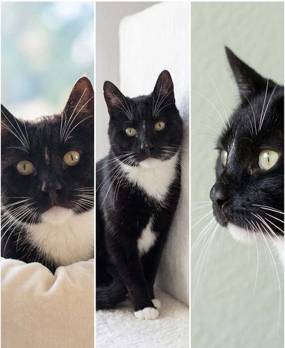 Irysek, 3 letni do adopcji