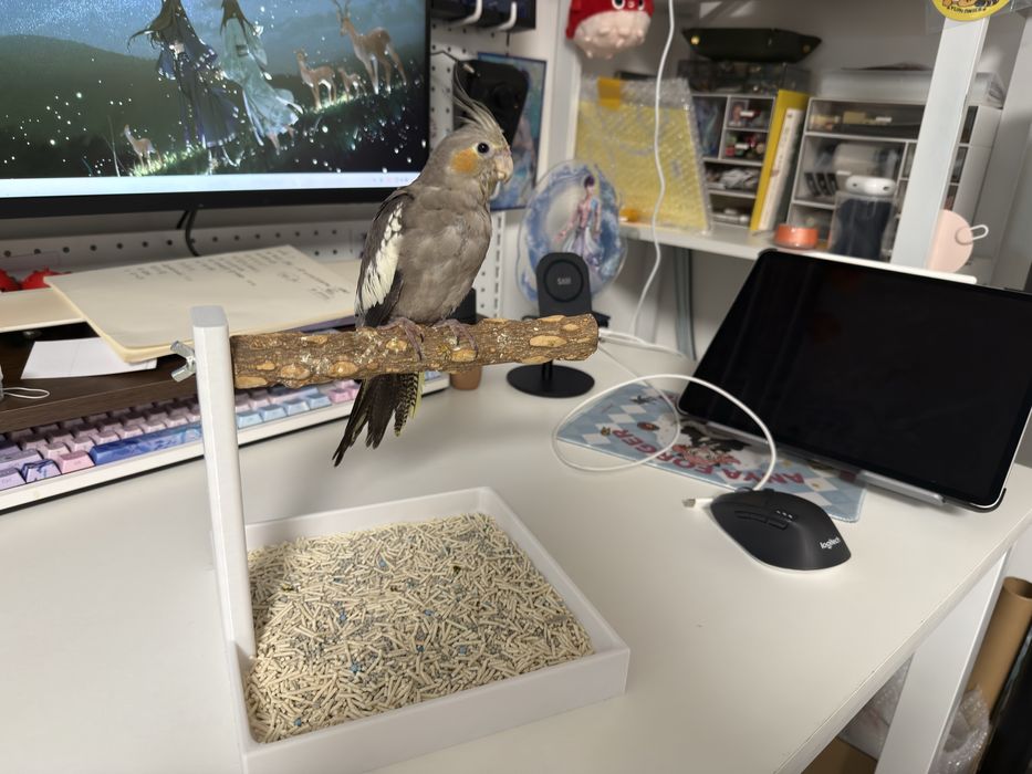 Artigos para passaros