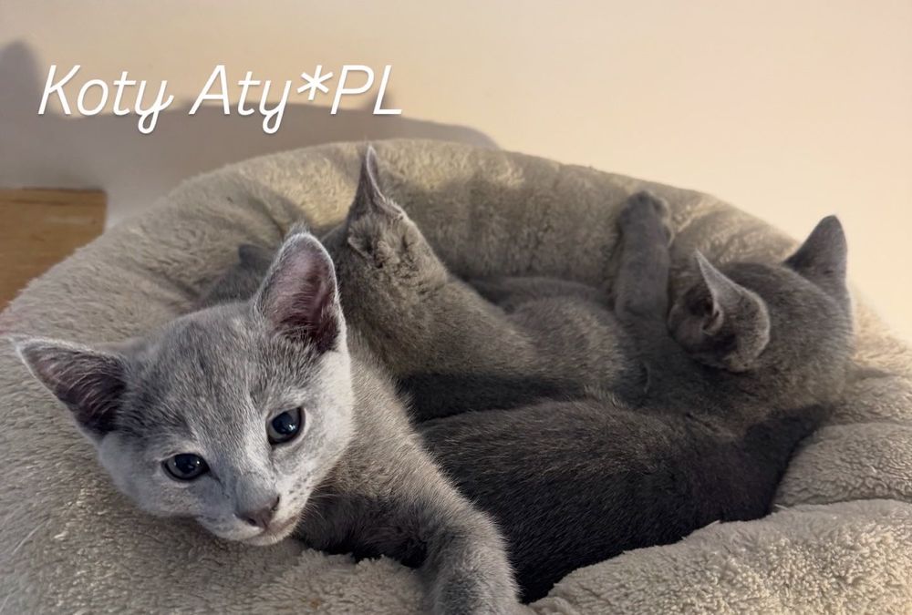 Kotka rosyjska niebieska