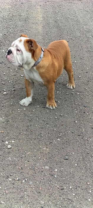 Buldog angielski