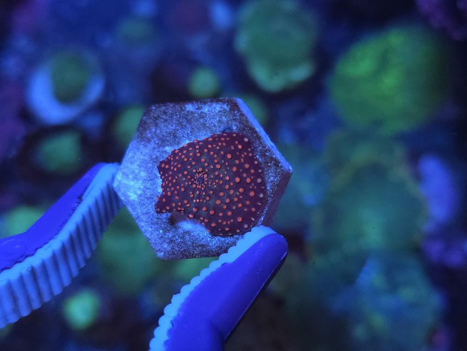 Discossomas, corais de água salgada