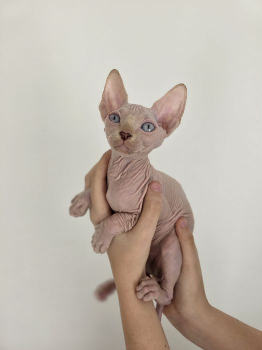 Sfinks Canadian sphynx