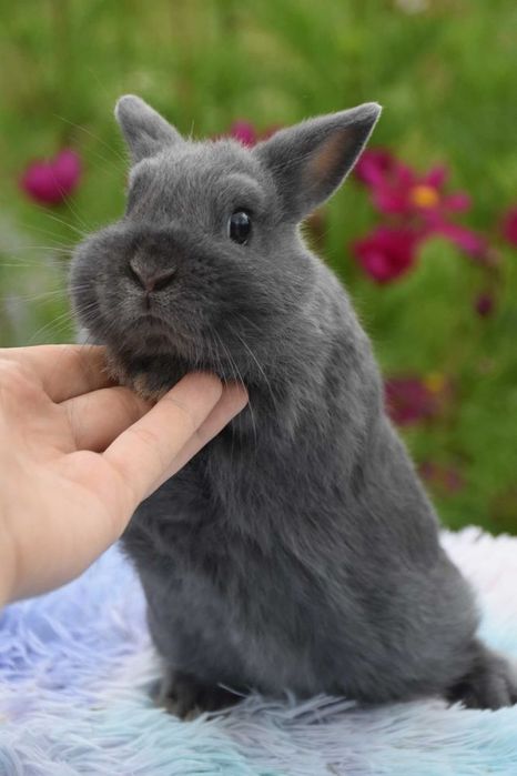 Karzełek niderlandzki - karzełki - miniaturka