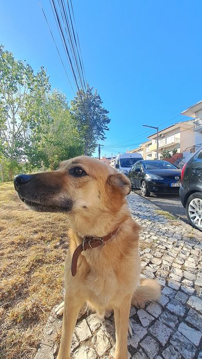 Passear cães / Dog walker