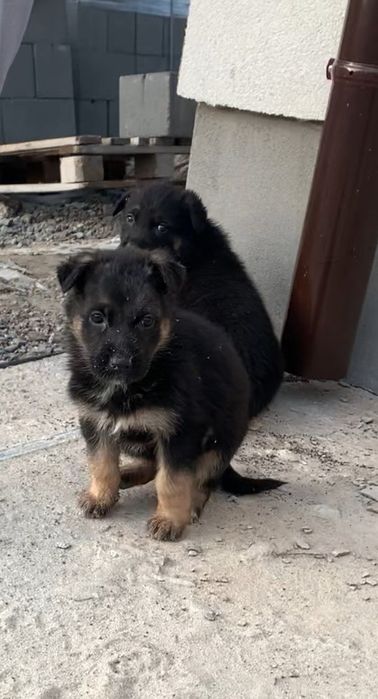 Продам вівчарки чистокровні