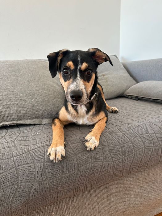 Cadelinha de 6 meses, muito meiga