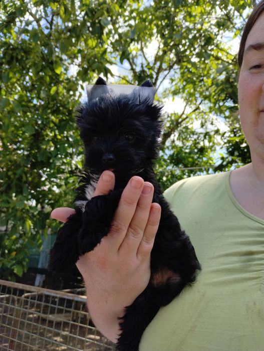 Black yorkshire terrier samczyk