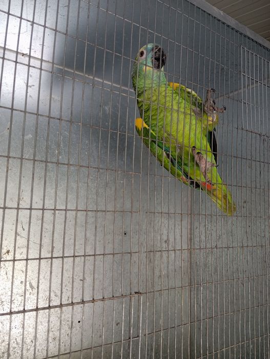 Papagaio Amazona aestiva xanthoperix