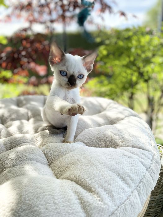 Noa Calvados*PL przekochany chłopczyk Devon Rex błękitne  oczy, filmiki