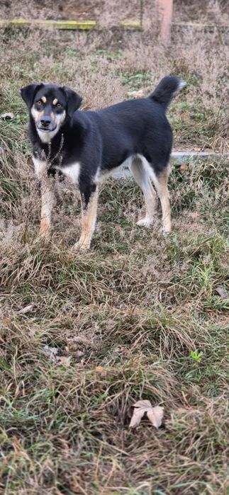 Piękny, dwuletni, delikatny chłopczyk do adopcji