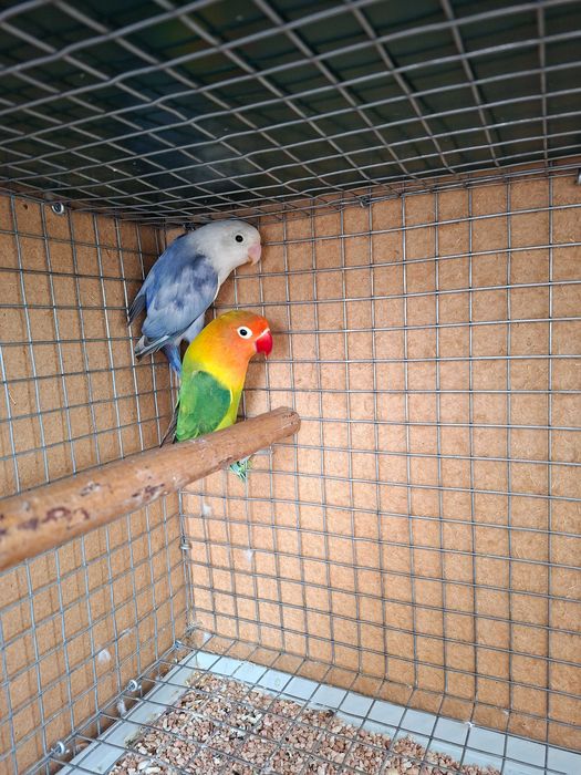Lindo Casal de Agapornis Fischeris 2026