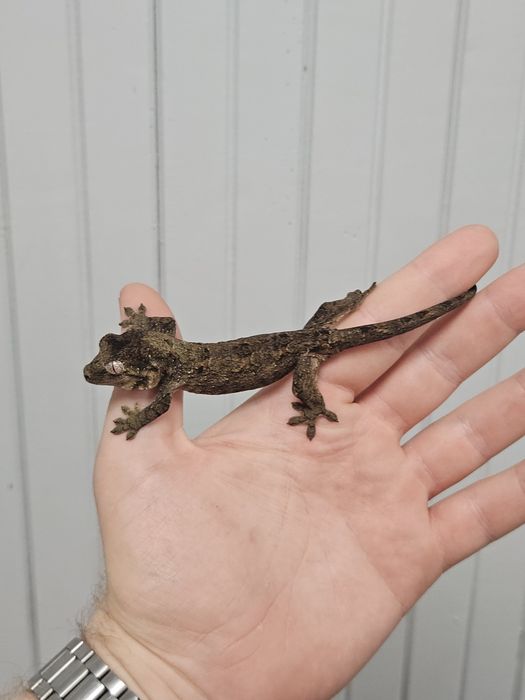 Gekon omszały, nowa kaledonia, ML linia dark, Mniarogekko chachoua maluch