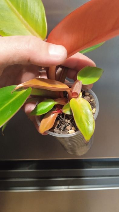 Філодендрон , Монстера, Епіпремнум