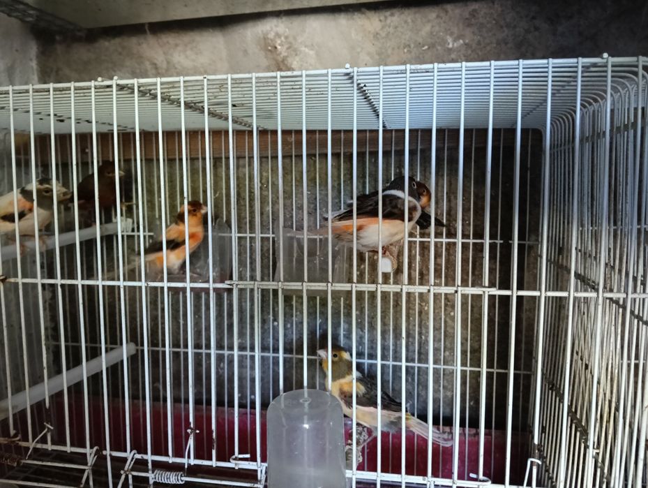 Canários 2024 fêmeas alecrins