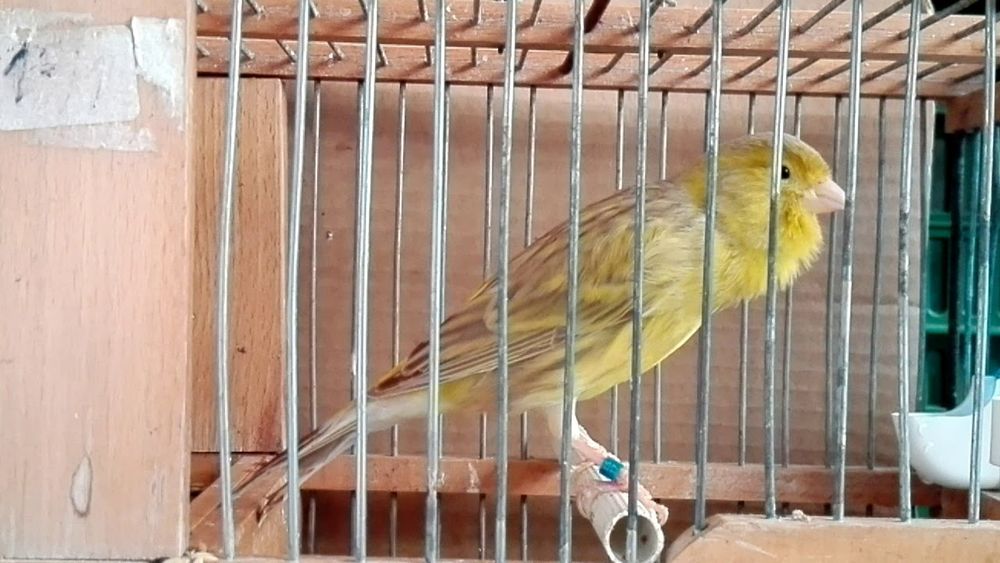 Canário de Canto Clássico Continuo Timbrado Espanhol