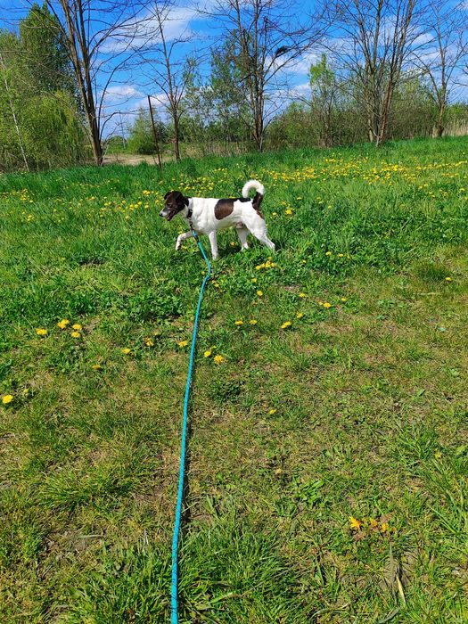 Franklin - wrażliwy piesek do adopcji