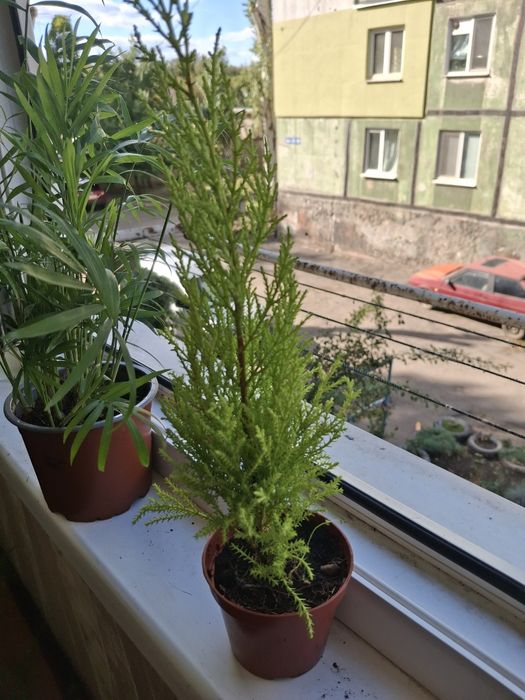Комнатные растения,  цветы
