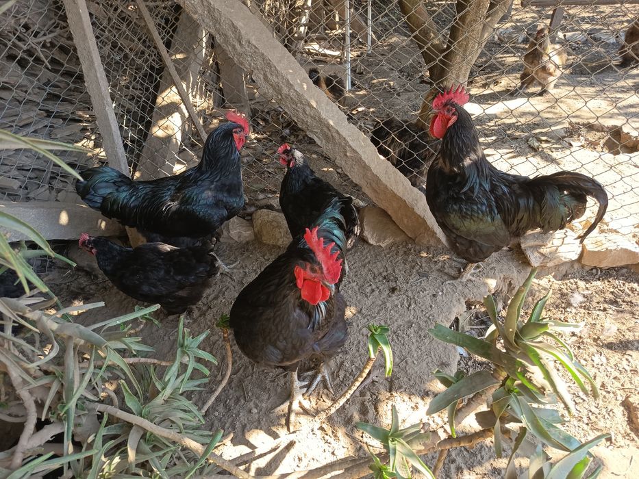 Vendo Galos da raça Jersey Gigante Negro
