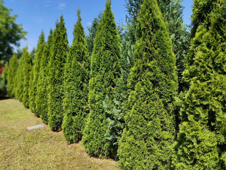 Туя смарагд вискоросла від 2.0м до 4.0м, відкритий грунт