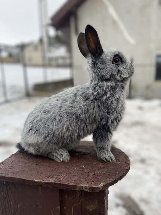 Велике Світле Срібло