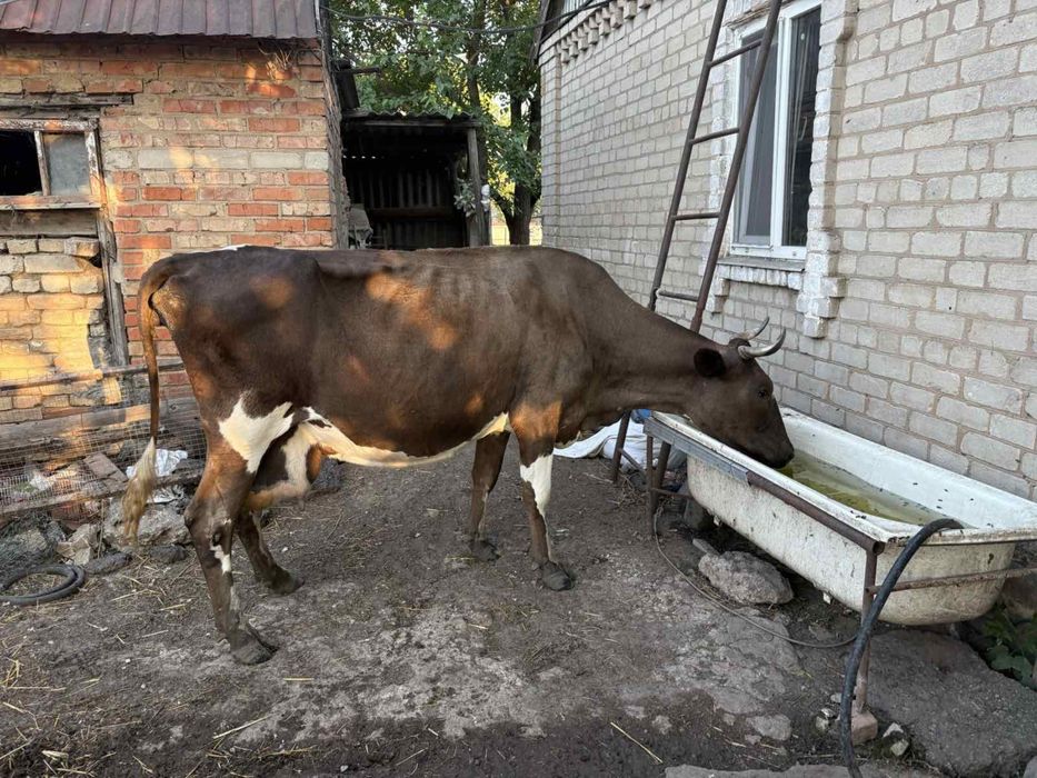 Продам двух корів