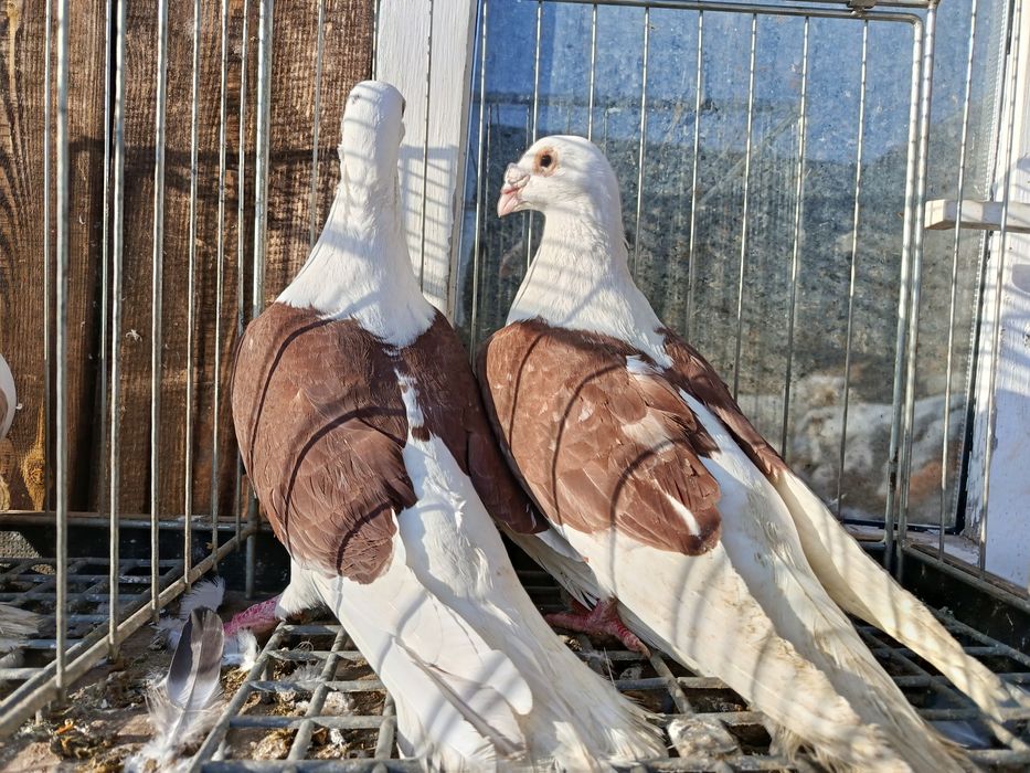 Śląskie tarczowe Śląski tarczowy