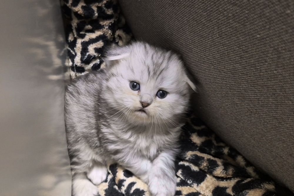 Шотландские котята прямоухие и вислоухие, мальчик и девочки