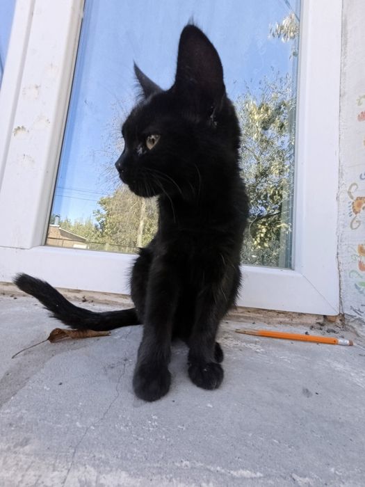 Продам четверо маленьких та миленький котят