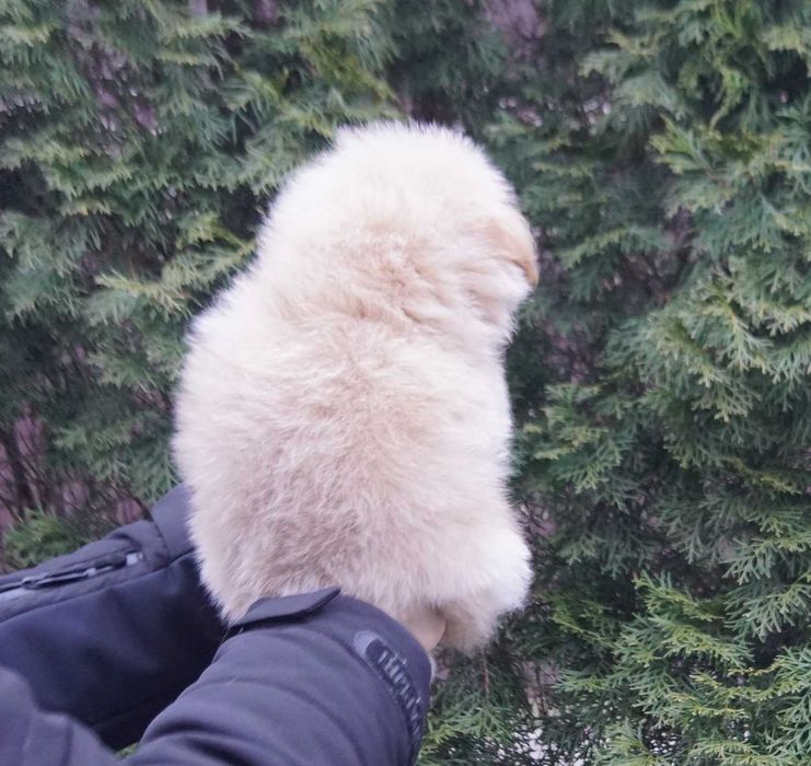 Светло-карамельный непоседа мини. Дизайн мальчик Той пудель+Пом