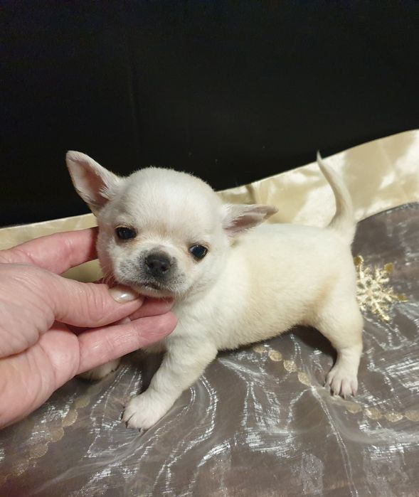 Бебби кобелек мини чихуахуа вязка